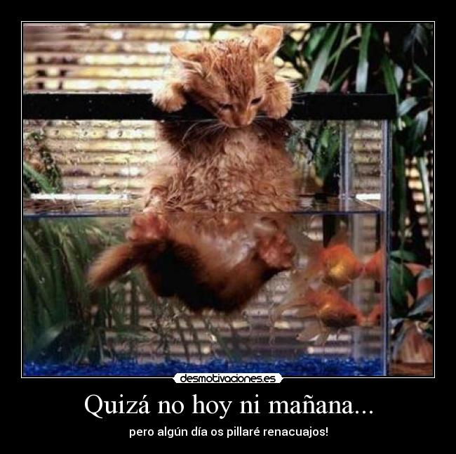 Quizá no hoy ni mañana... - pero algún día os pillaré renacuajos!
