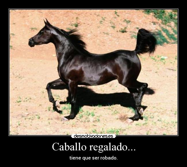 Caballo regalado... - tiene que ser robado.