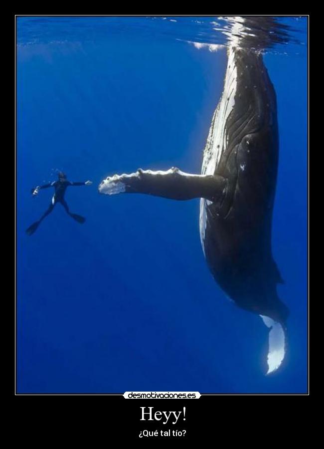 Heyy! - ¿Qué tal tío?