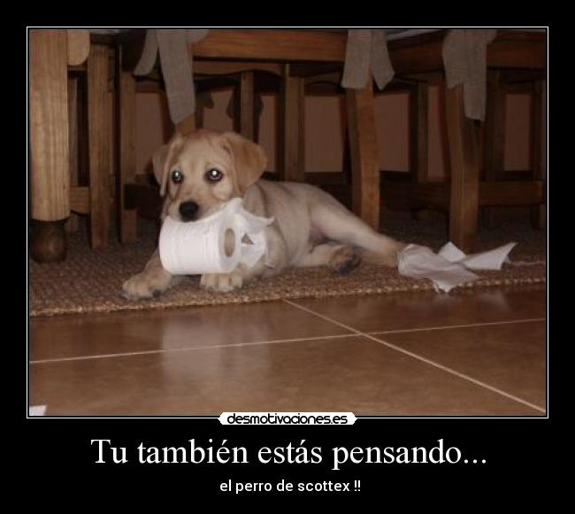 Tu también estás pensando... - el perro de scottex !!
