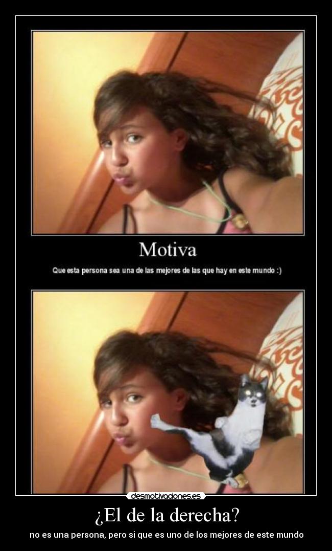 carteles gato desmotivaciones