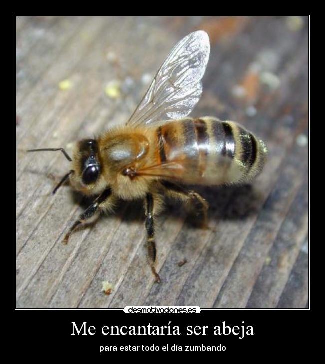 Me encantaría ser abeja - para estar todo el día zumbando