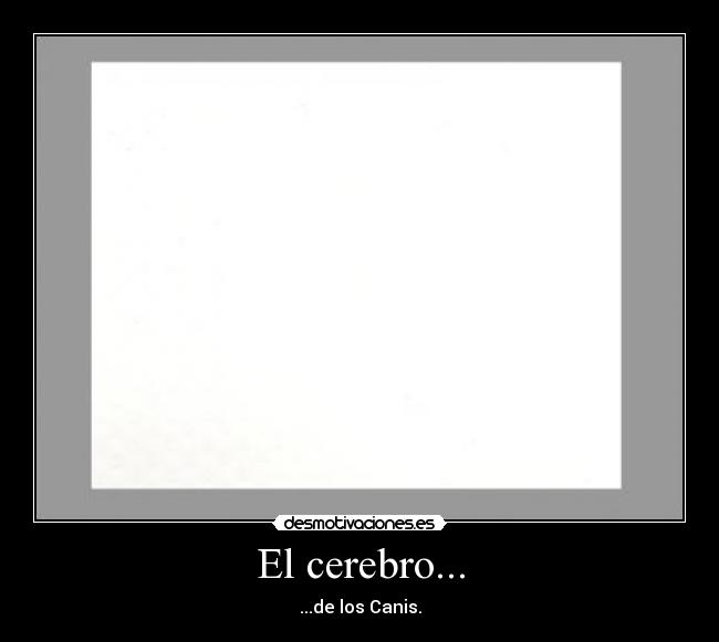 El cerebro... - ...de los Canis.
