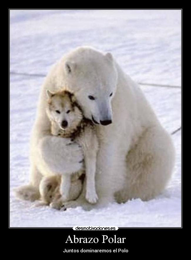 Abrazo Polar -