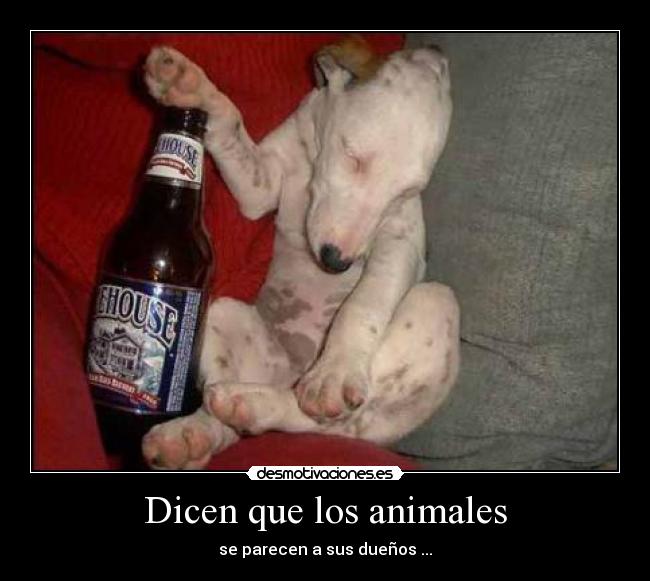 Dicen que los animales - se parecen a sus dueños ...