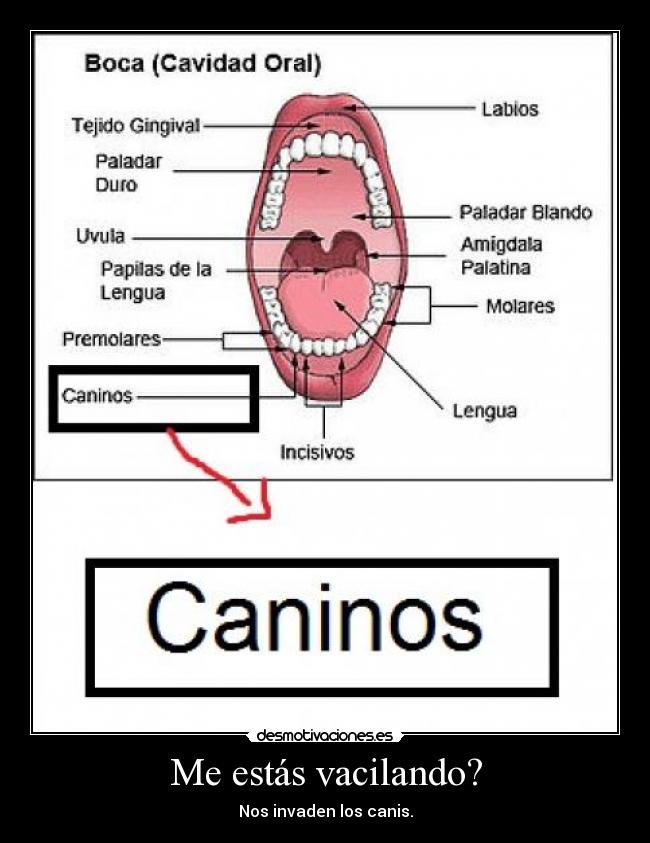 Me estás vacilando? - Nos invaden los canis.