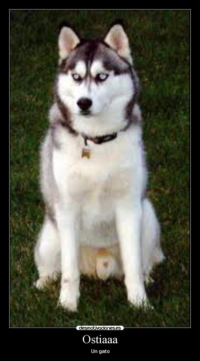 Ostiaaa - Un gato