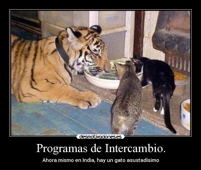 carteles intercambio tigre familia gatosasustado desmotivaciones