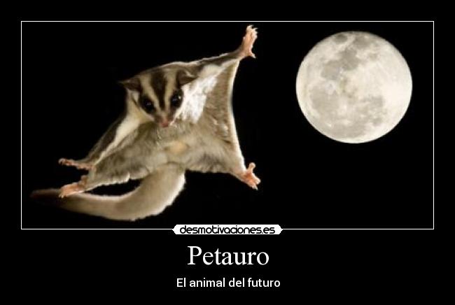 Petauro - El animal del futuro