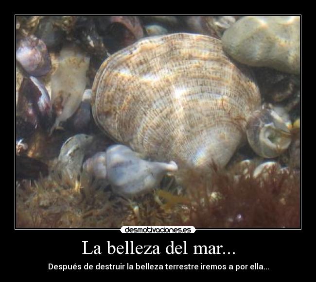 La belleza del mar... - 