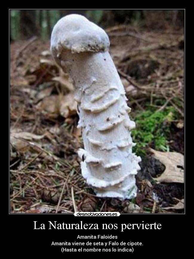 La Naturaleza nos pervierte -