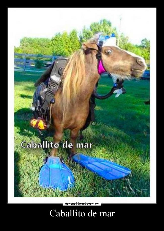 Caballito de mar - 