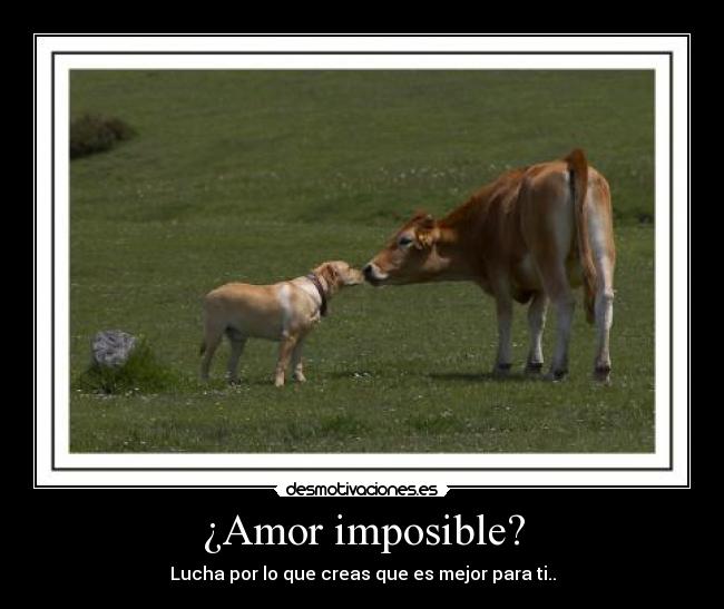 ¿Amor imposible? - Lucha por lo que creas que es mejor para ti..