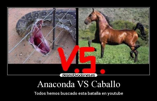 Anaconda VS Caballo - Todos hemos buscado esta batalla en youtube