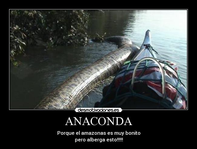 ANACONDA - Porque el amazonas es muy bonito
pero alberga esto!!!!!
