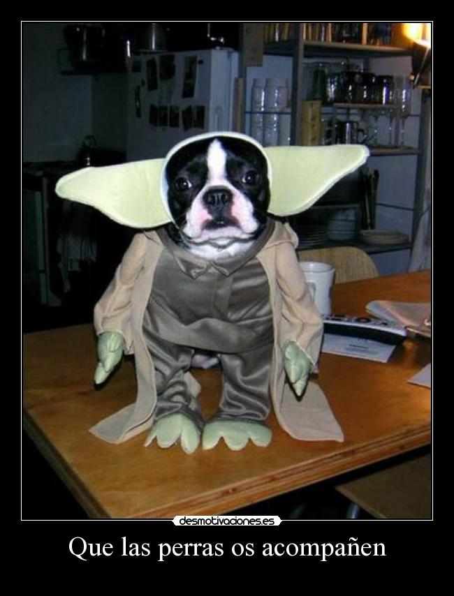 Que las perras os acompañen - 