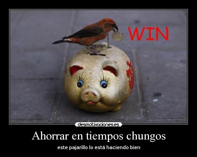Ahorrar en tiempos chungos - este pajarillo lo está haciendo bien