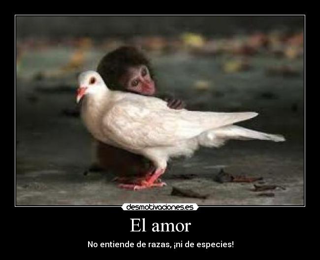 El amor - No entiende de razas, ¡ni de especies!