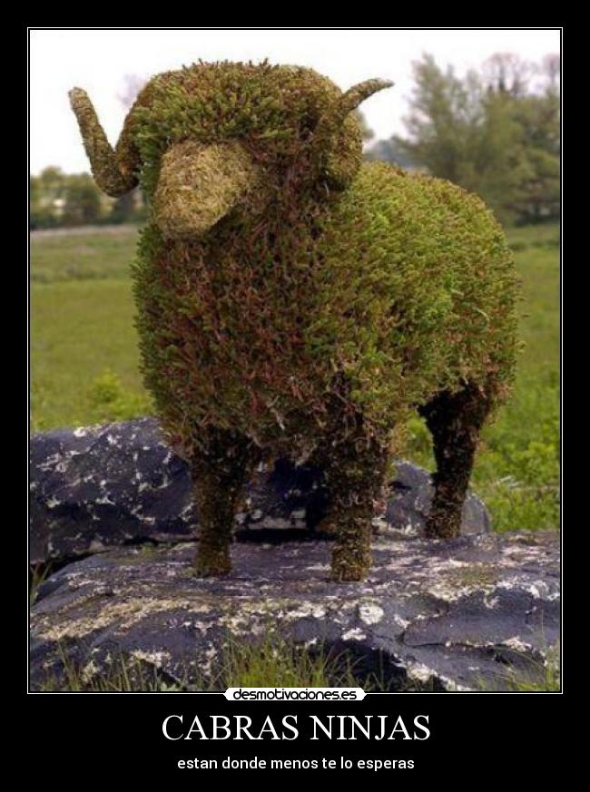 CABRAS NINJAS -
