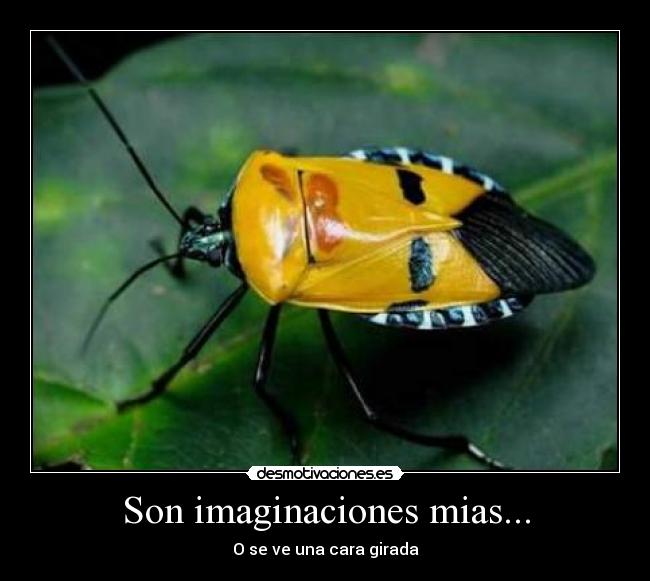 Son imaginaciones mias... - O se ve una cara girada