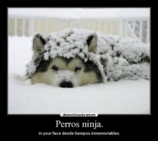 Perros ninja. -