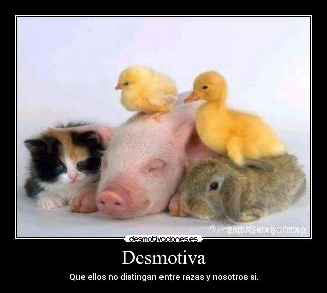 Desmotiva - Que ellos no distingan entre razas y nosotros si.