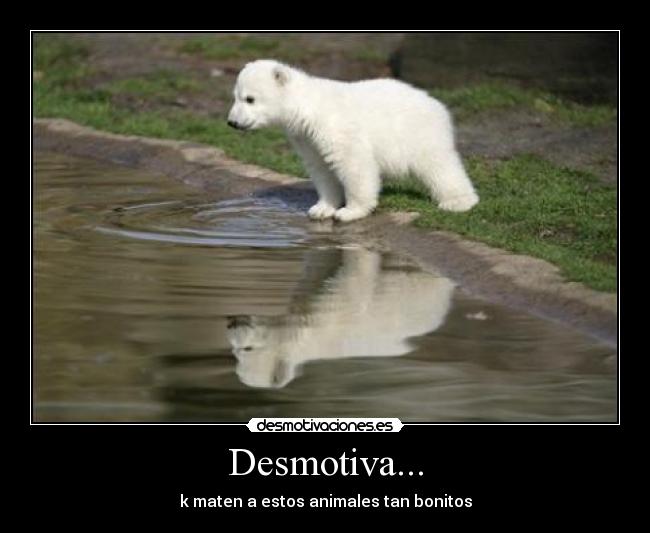 Desmotiva... - k maten a estos animales tan bonitos