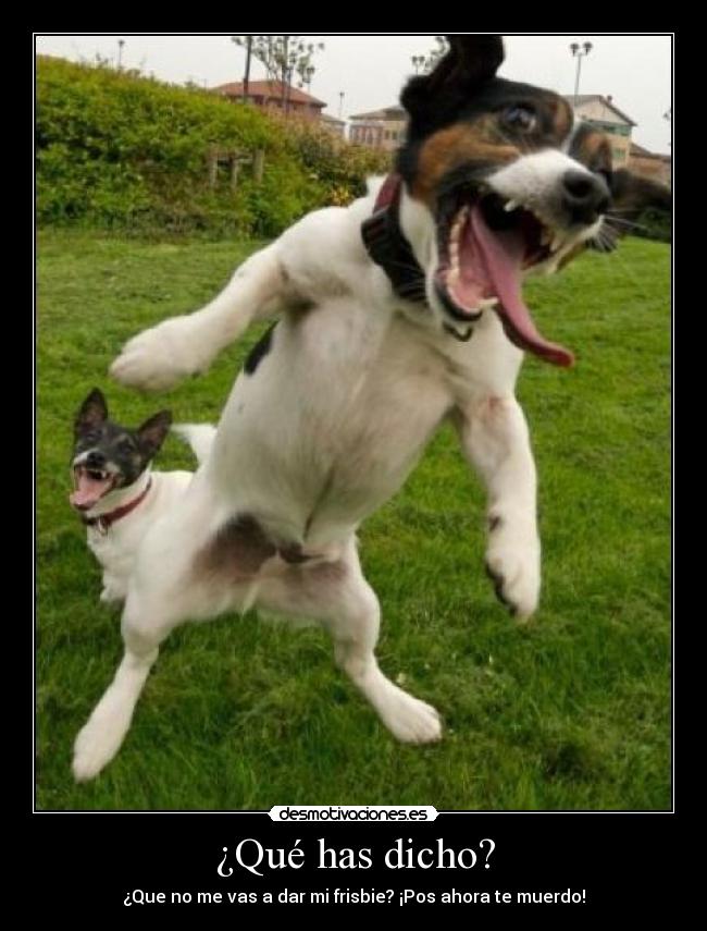 ¿Qué has dicho? - ¿Que no me vas a dar mi frisbie? ¡Pos ahora te muerdo!