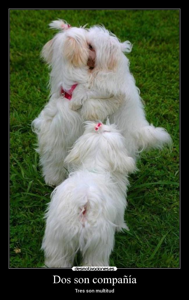 Dos son compañía -