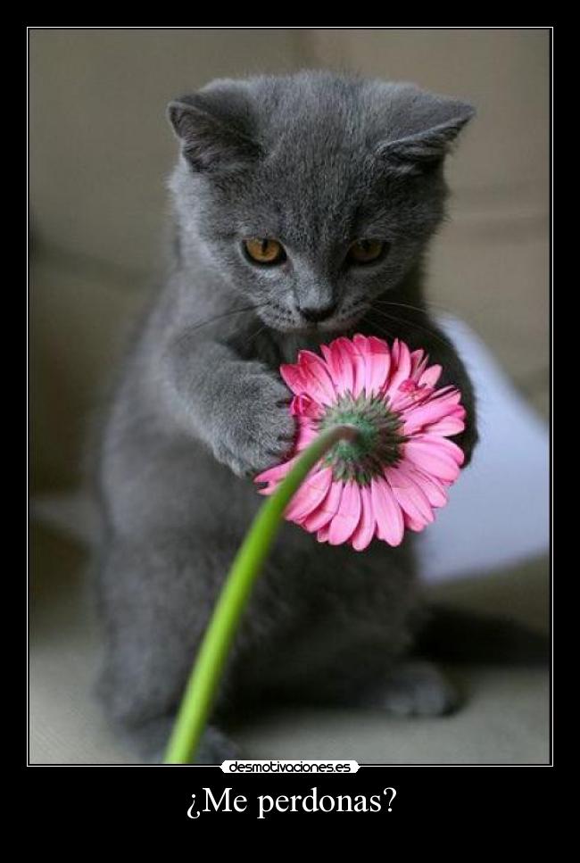 ¿Me perdonas? - 