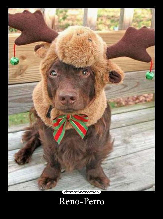 Reno-Perro -