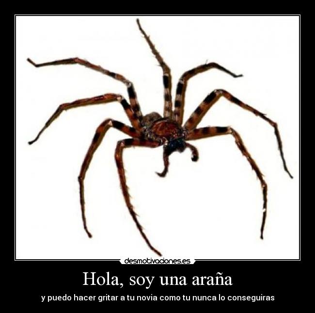 Hola, soy una araña - y puedo hacer gritar a tu novia como tu nunca lo conseguiras