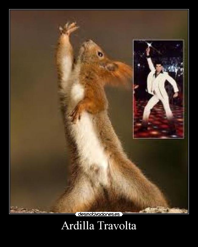 Ardilla Travolta -