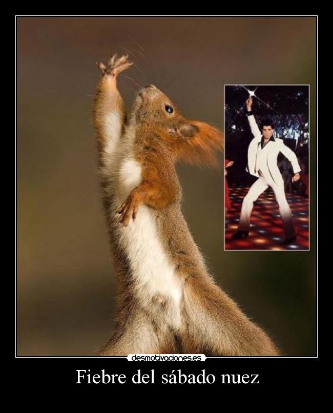 Fiebre del sábado nuez -