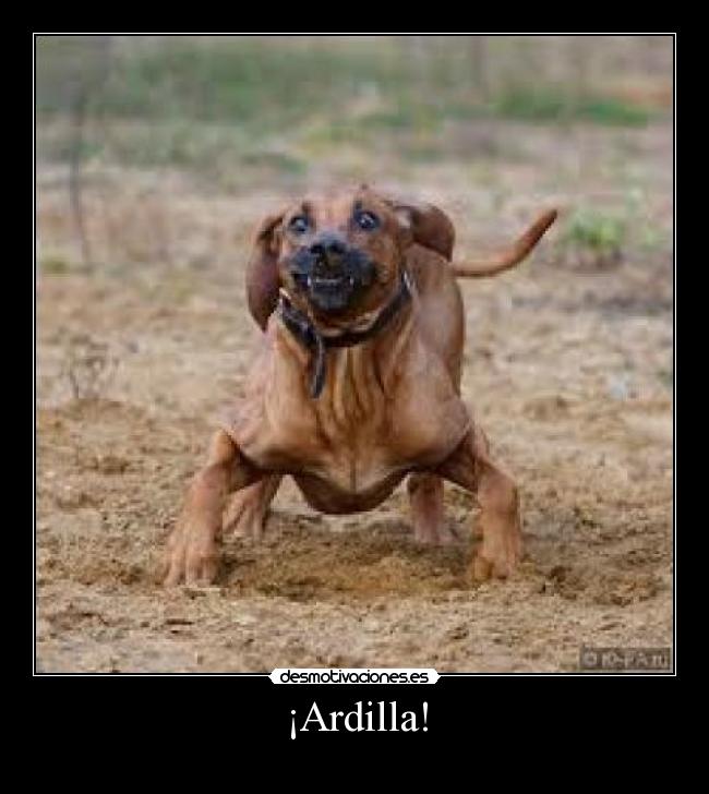 ¡Ardilla! - 