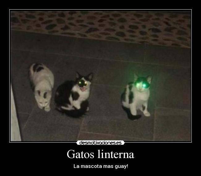 Gatos linterna - 