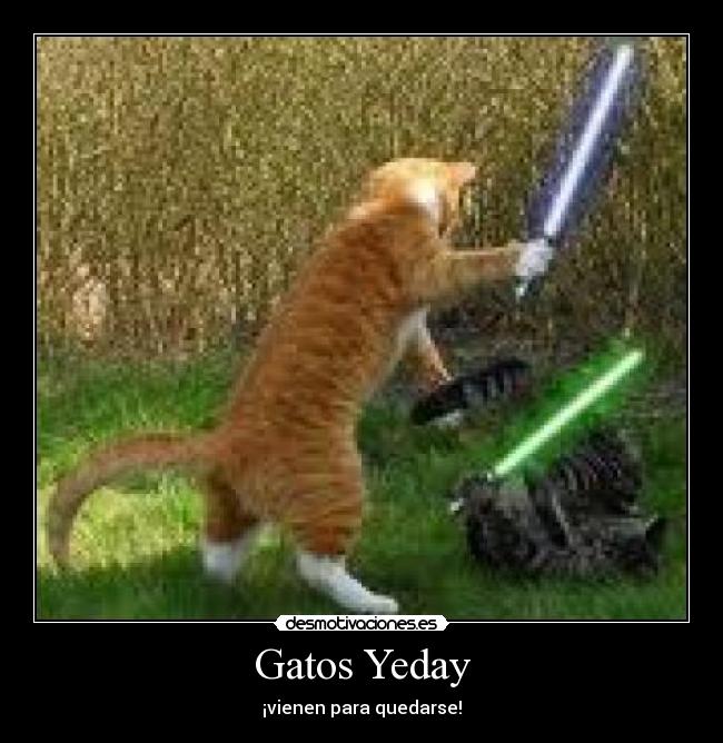 carteles gatos sda desmotivaciones