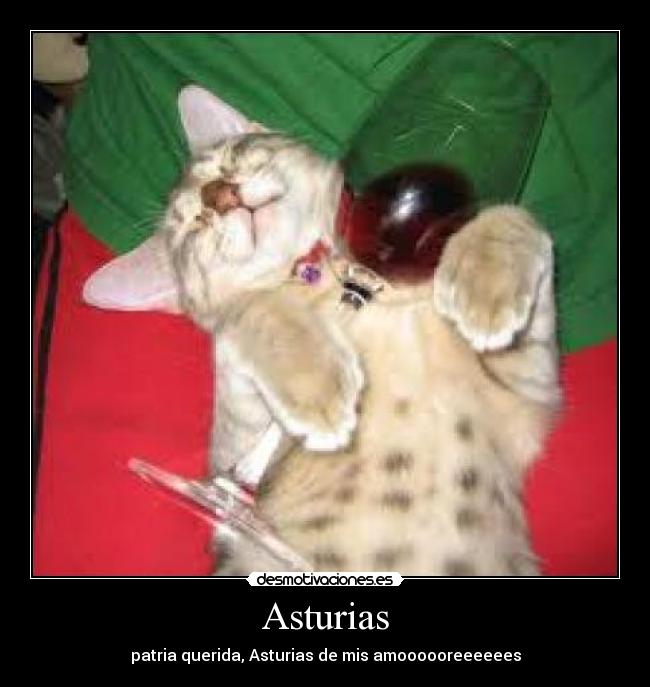 carteles gato desmotivaciones
