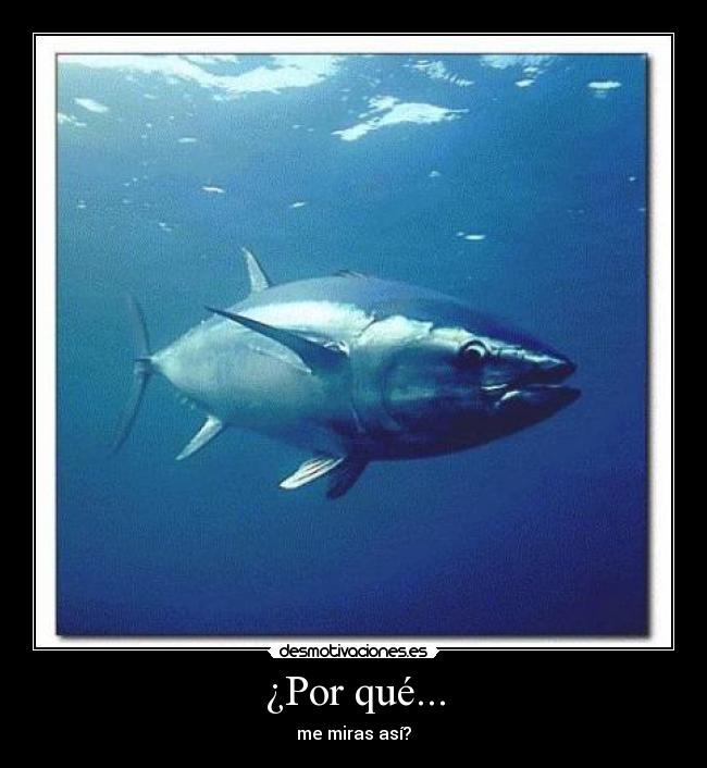 ¿Por qué... - me miras así?