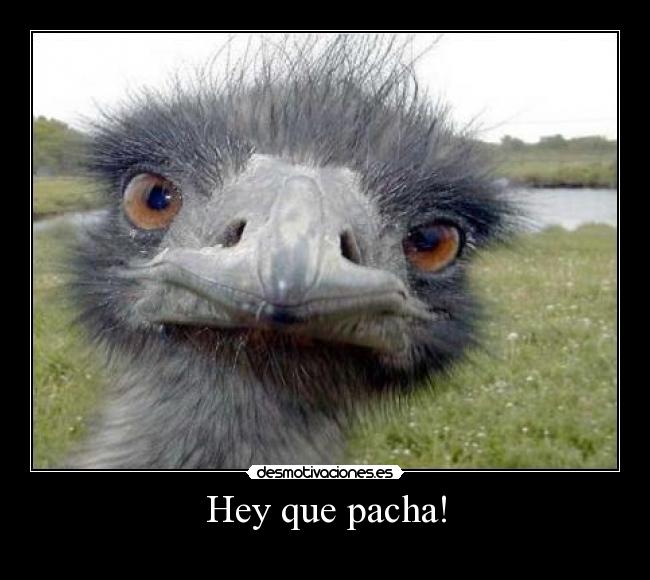 Hey que pacha! -