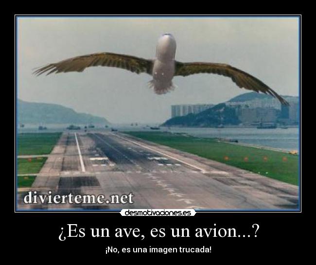 ¿Es un ave, es un avion...? - ¡No, es una imagen trucada!