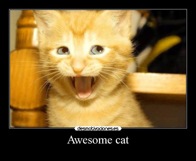 Awesome cat -