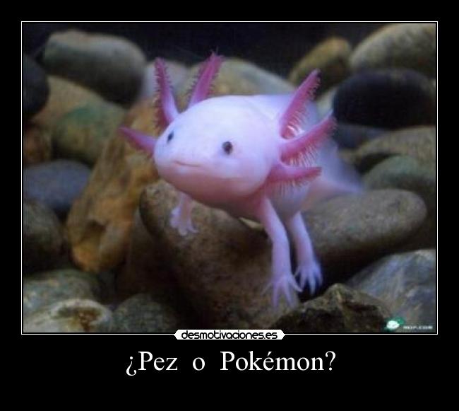 ¿Pez o Pokémon? -