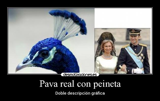 carteles pava real con peineta desmotivaciones