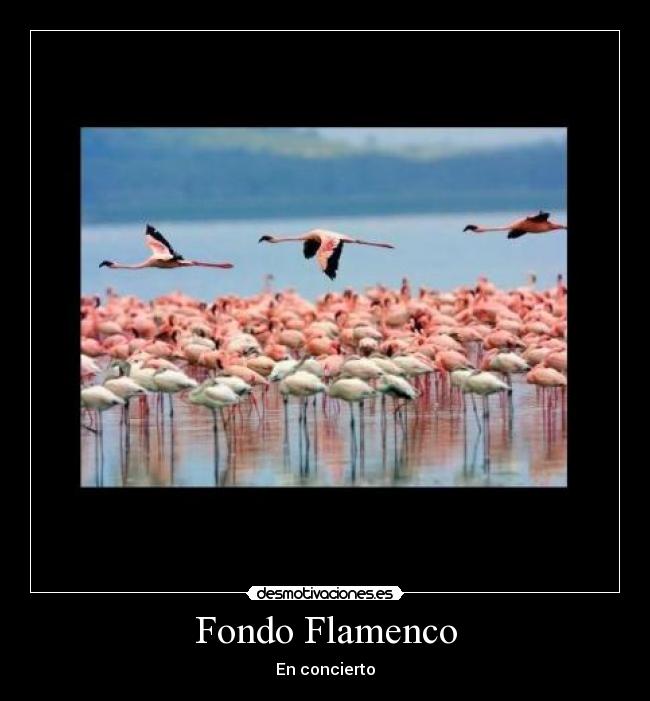 Fondo Flamenco - 