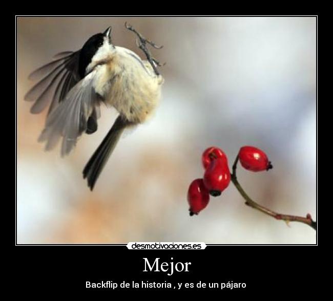 Mejor - Backflip de la historia , y es de un pájaro