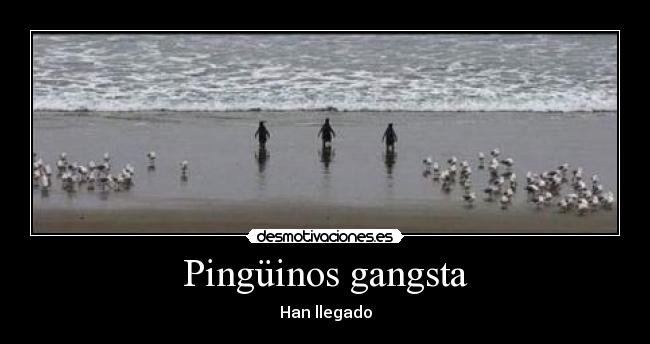 carteles pinguino gangsta desmotivaciones