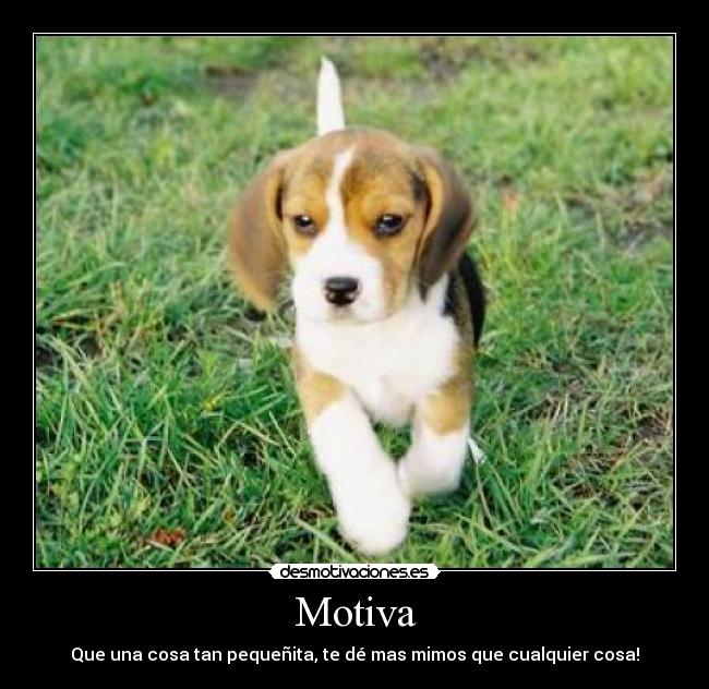 Motiva - Que una cosa tan pequeñita, te dé mas mimos que cualquier cosa!