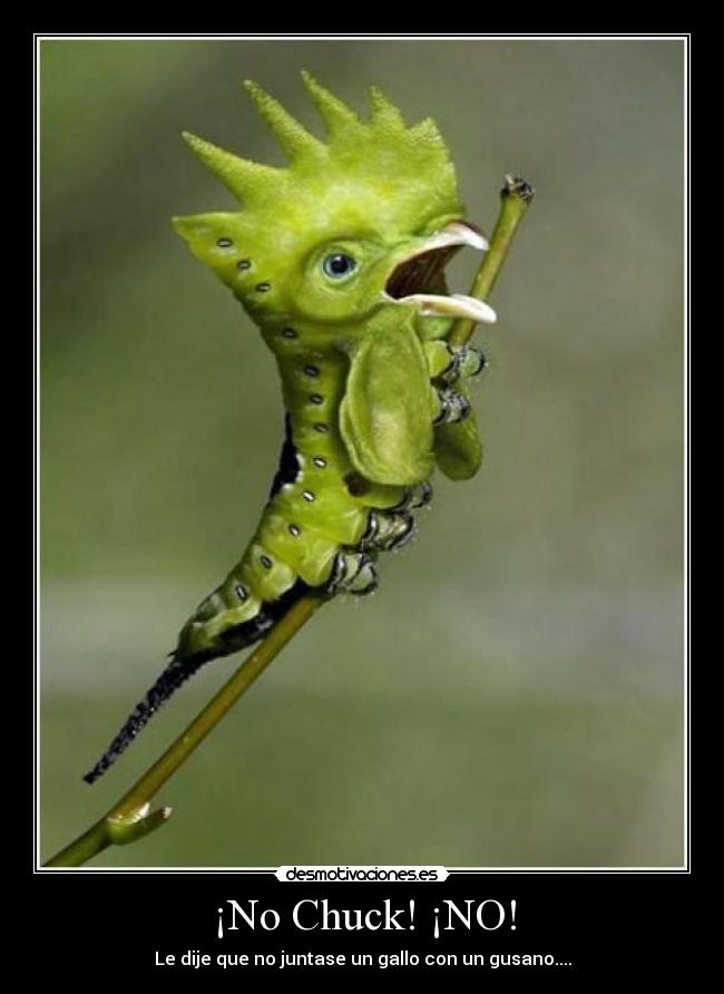 ¡No Chuck! ¡NO! -