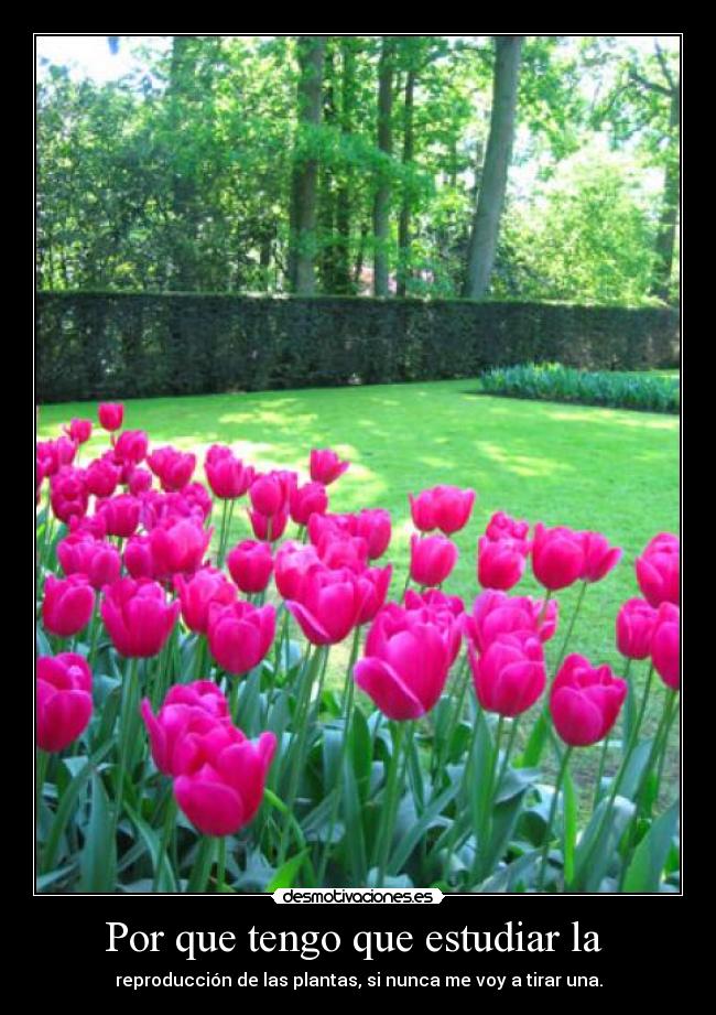 carteles plantas desmotivaciones